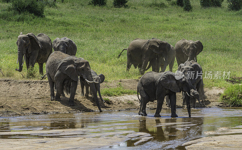 非洲丛林象(Loxodonta africana)，也被称为非洲草原象，坦桑尼亚的塔兰吉尔国家公园